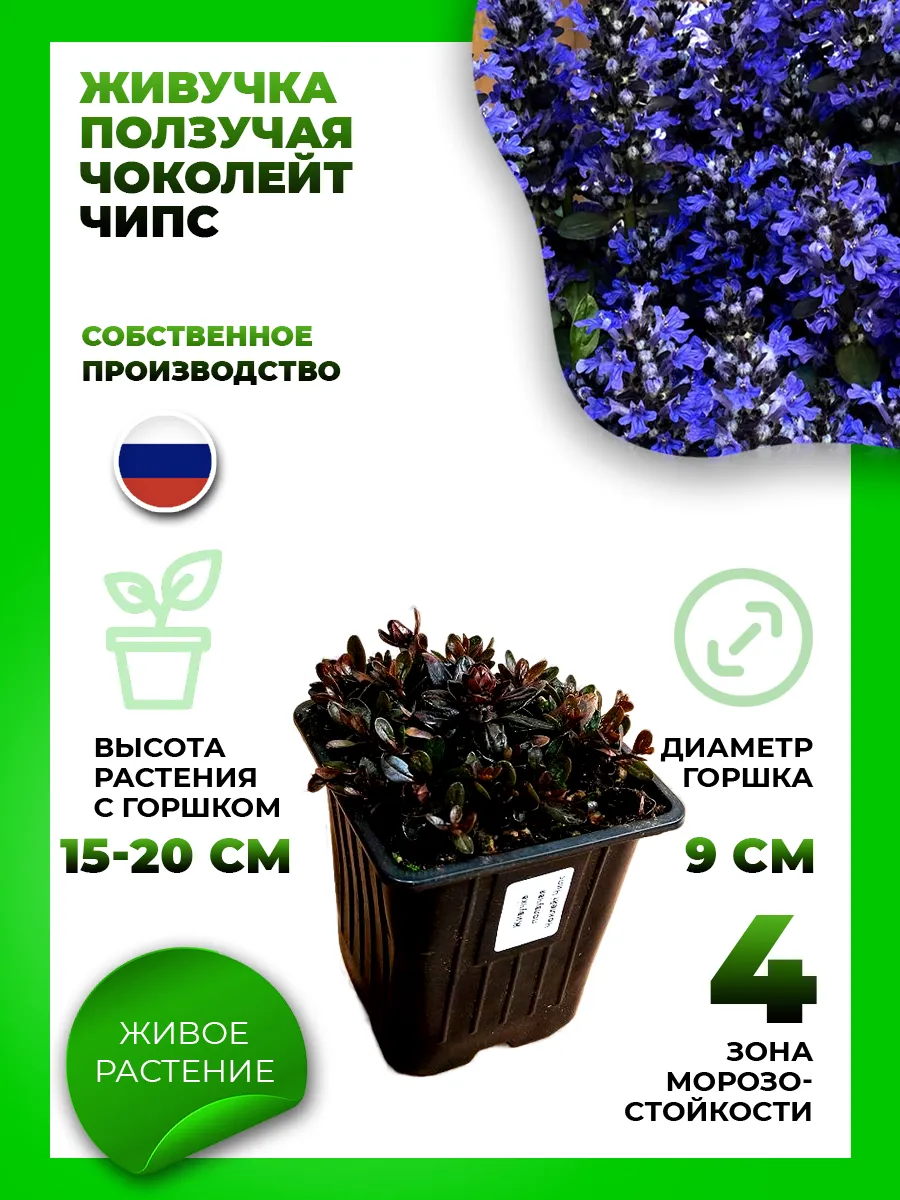 Живучка ползучая Чоколейт Чипс