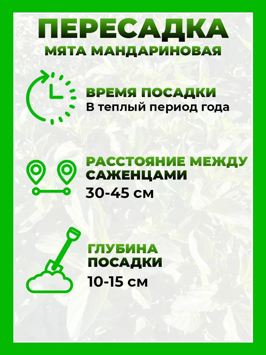 Мята Мандариновая