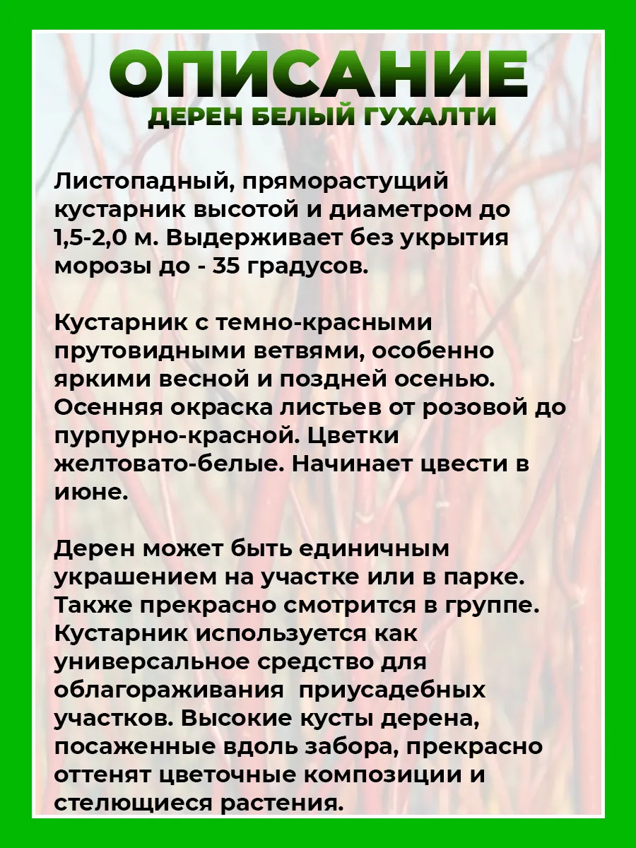Дерен белый Гухалти