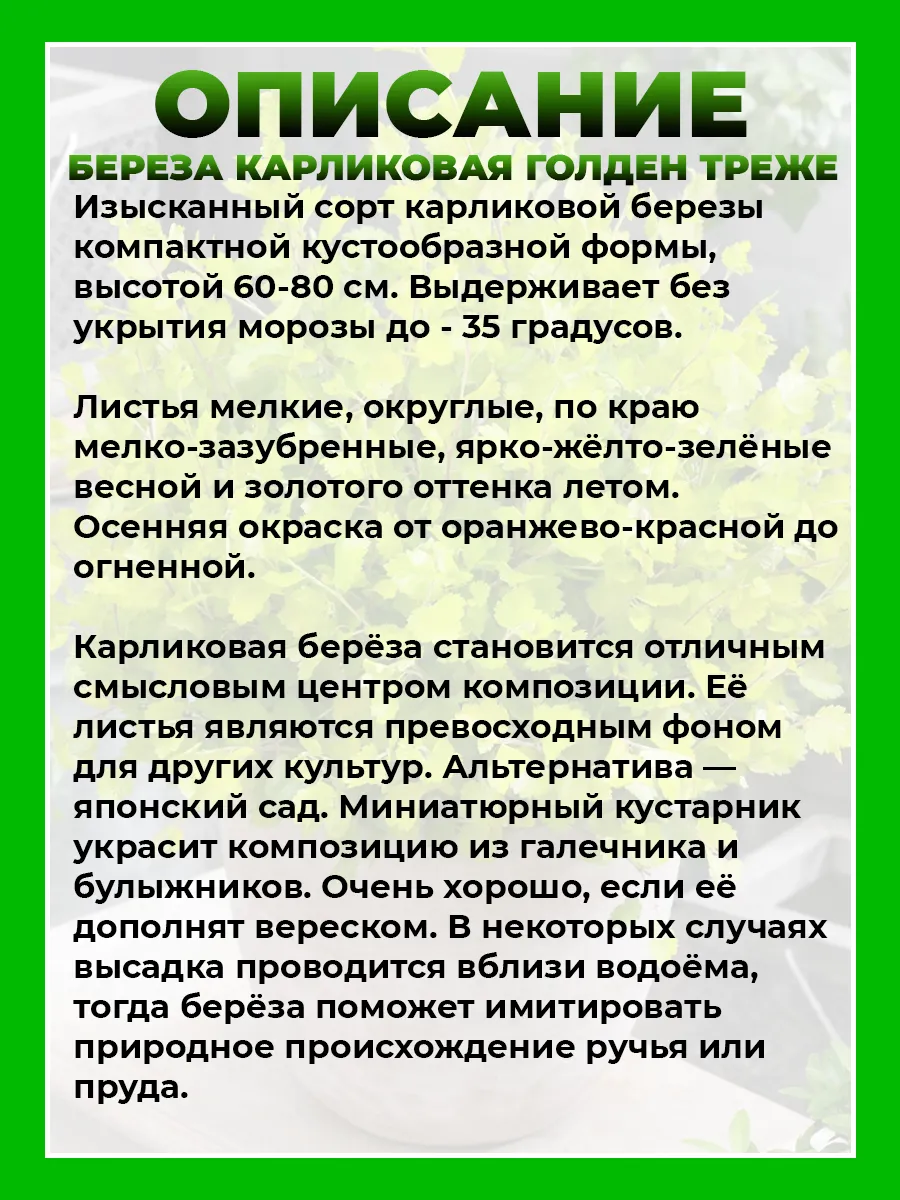 Береза карликовая Голден Трэже