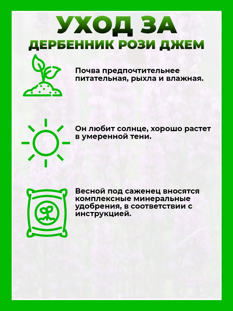 Дербенник иволистный Рози Джем