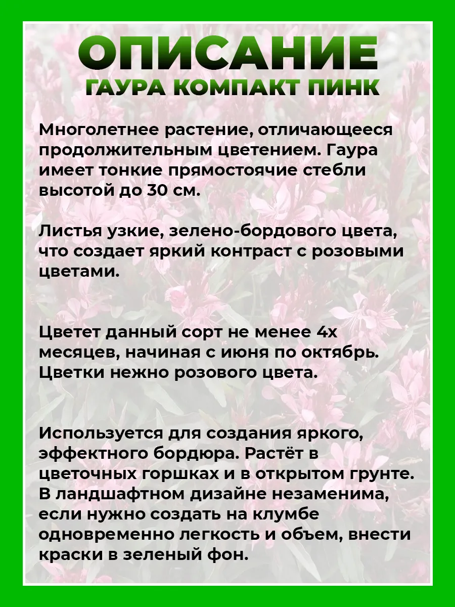 Гаура Линдхеймера Гамбит Компакт Пинк