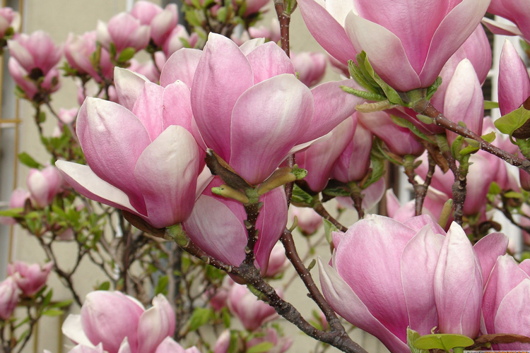 Магнолия Суланжа  C3