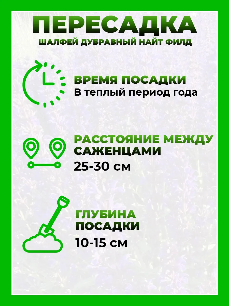 Шалфей дубравный Найт Филд