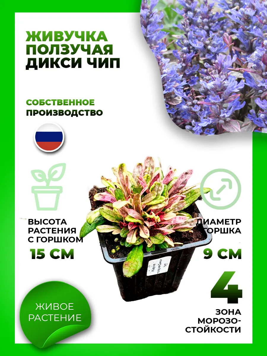 Живучка ползучая Дикси Чип