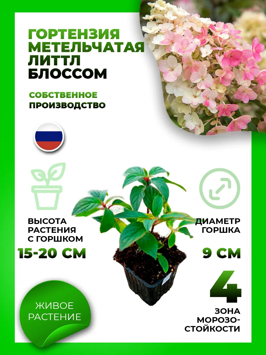 Гортензия метельчатая Литтл Блоссом
