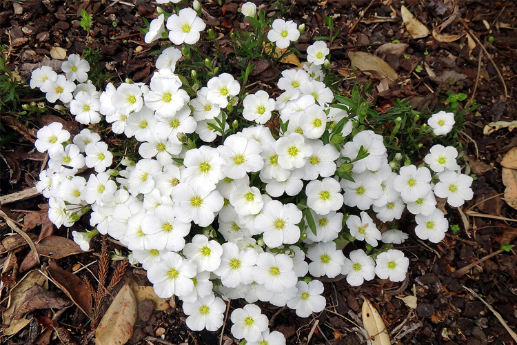 Arenaria blizzard