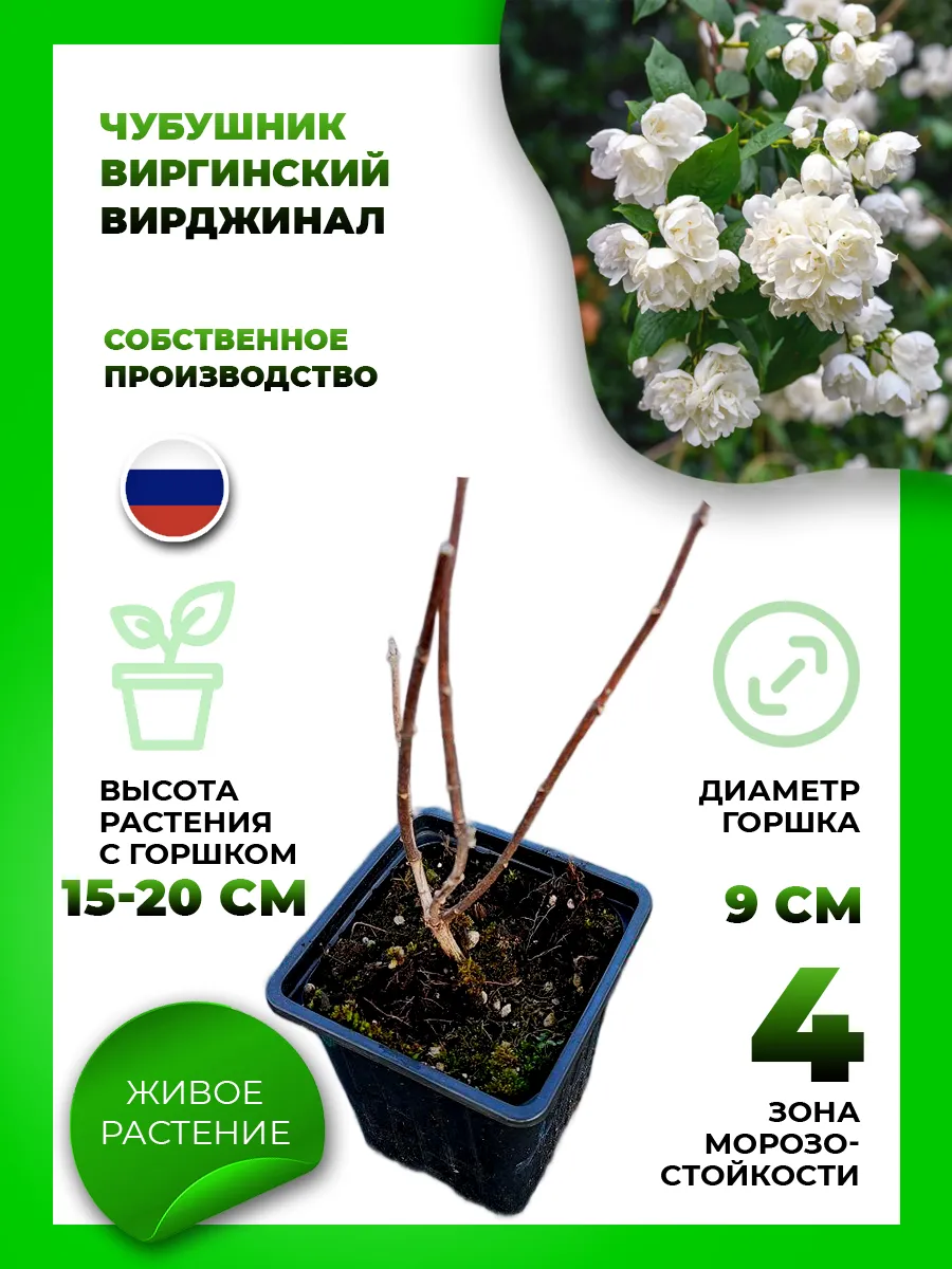 Чубушник виргинский Вирджинал