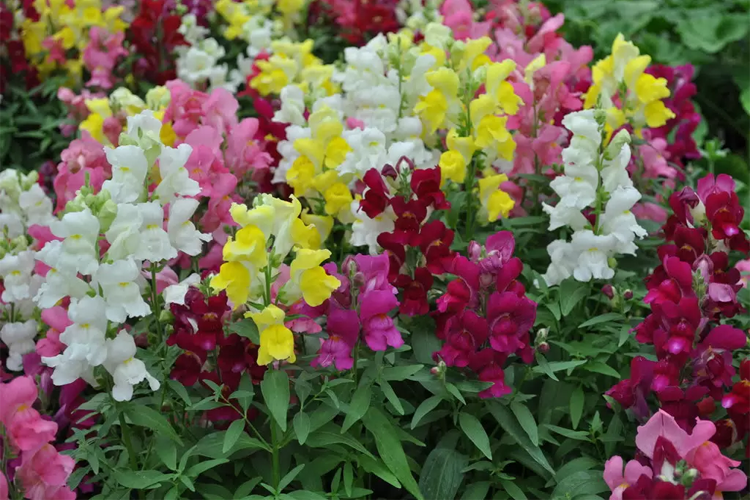 львиный зев