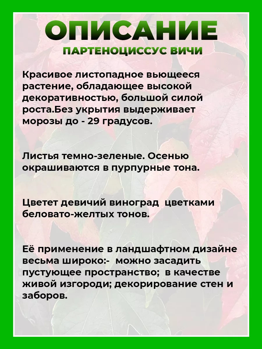 Девичий виноград триостренный Вичи (Партеноциссус)