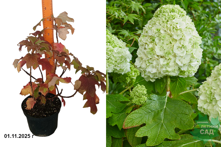 Гортензия дуболистная Тара (Hydrangea quercifolia Tara) С3