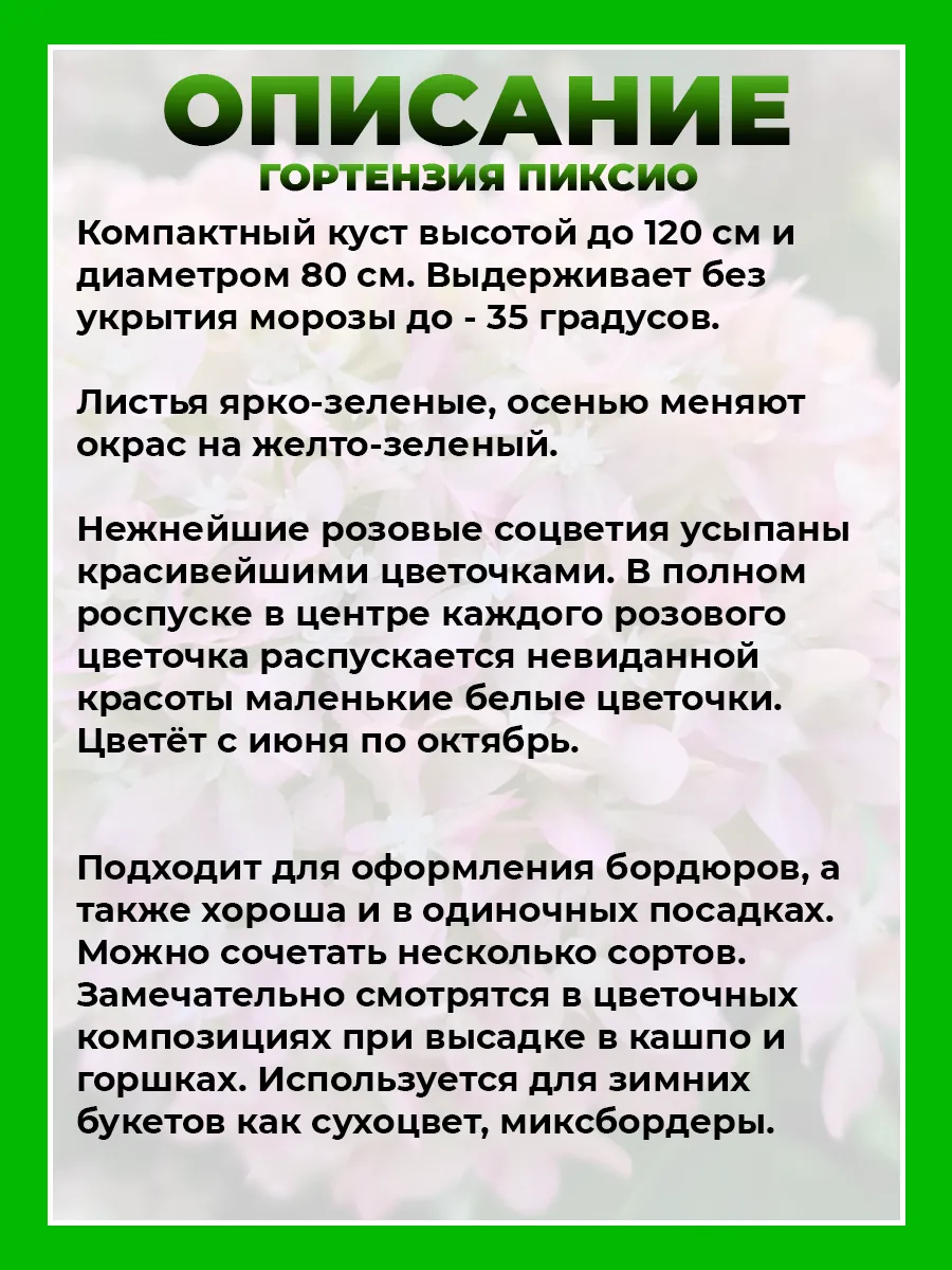 Гортензия метельчатая Пиксио