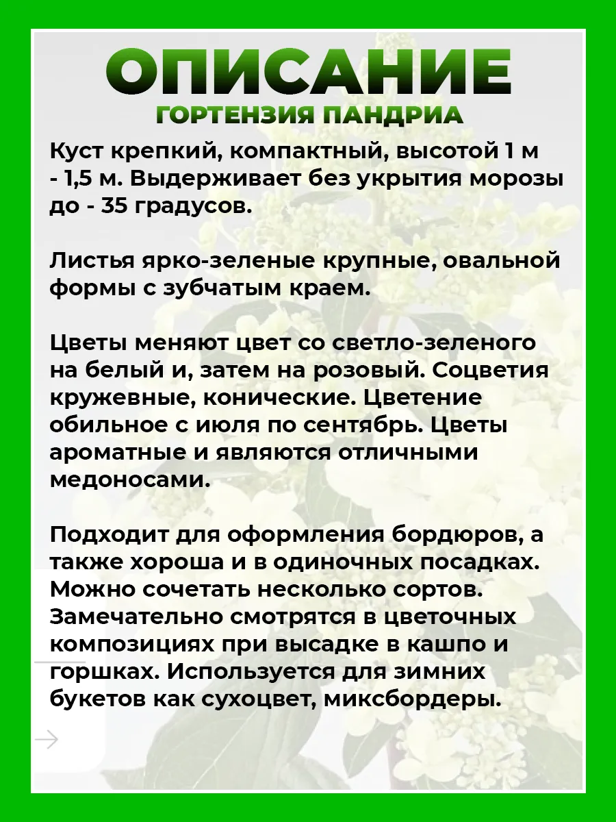 Гортензия метельчатая Пандриа