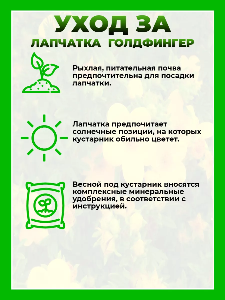 Лапчатка кустарниковая Голдфингер