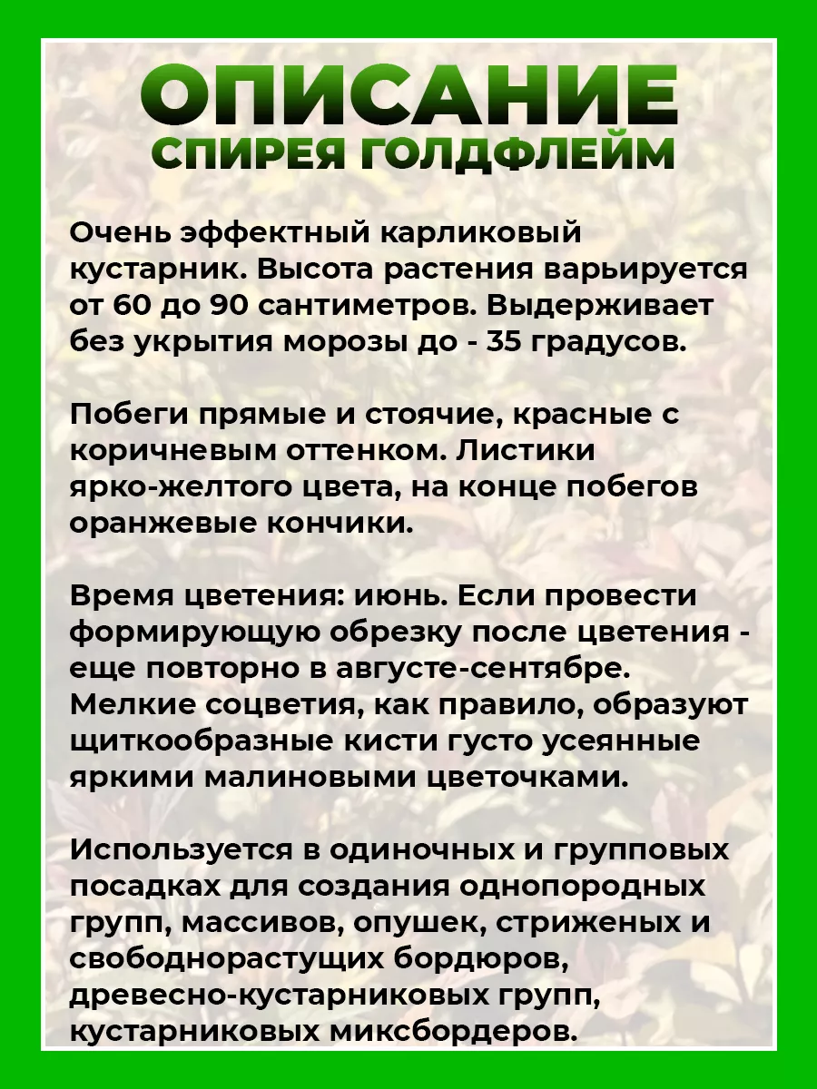 Спирея японская Голдфлэйм