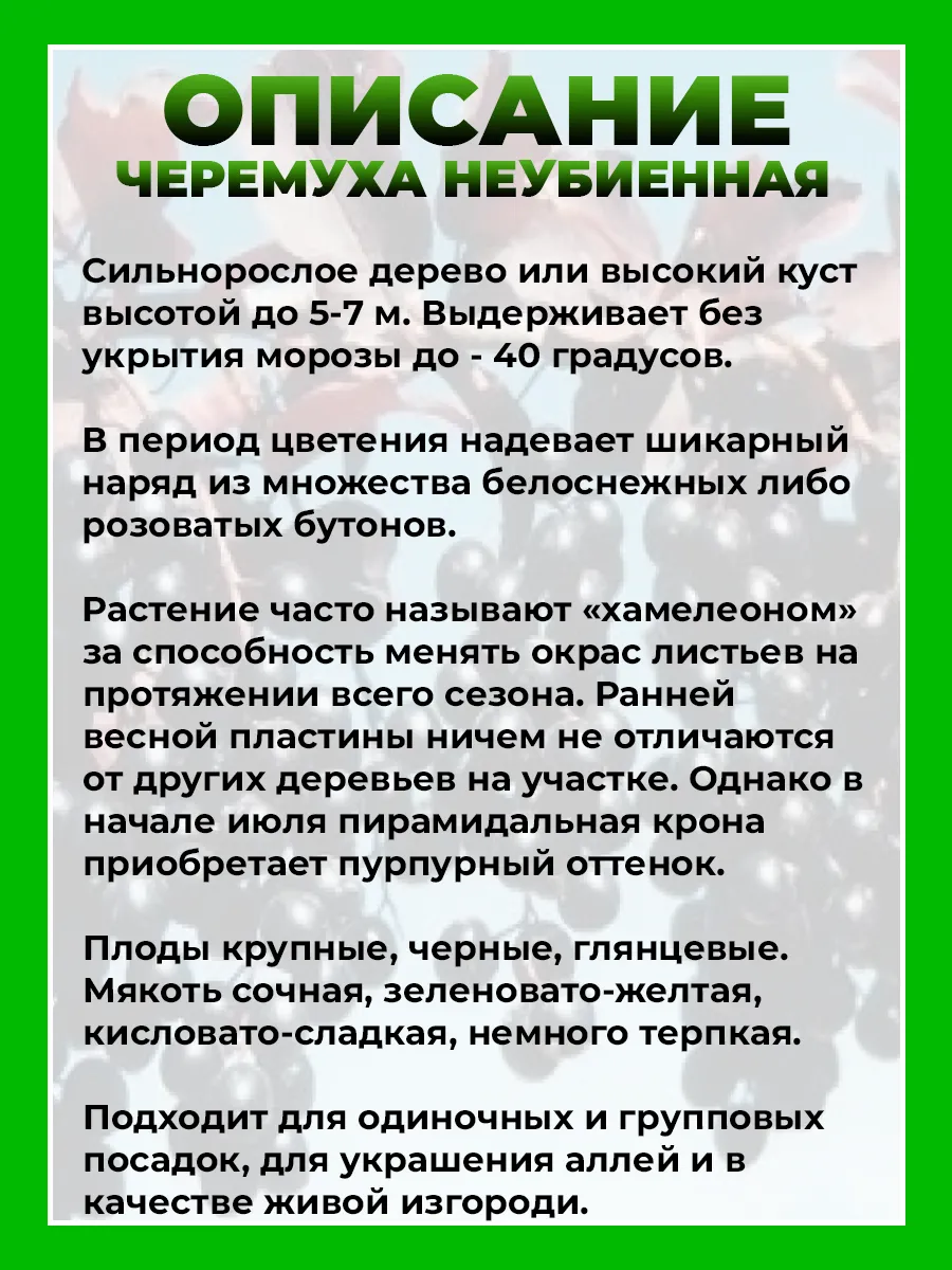 Черемуха Неубиенная