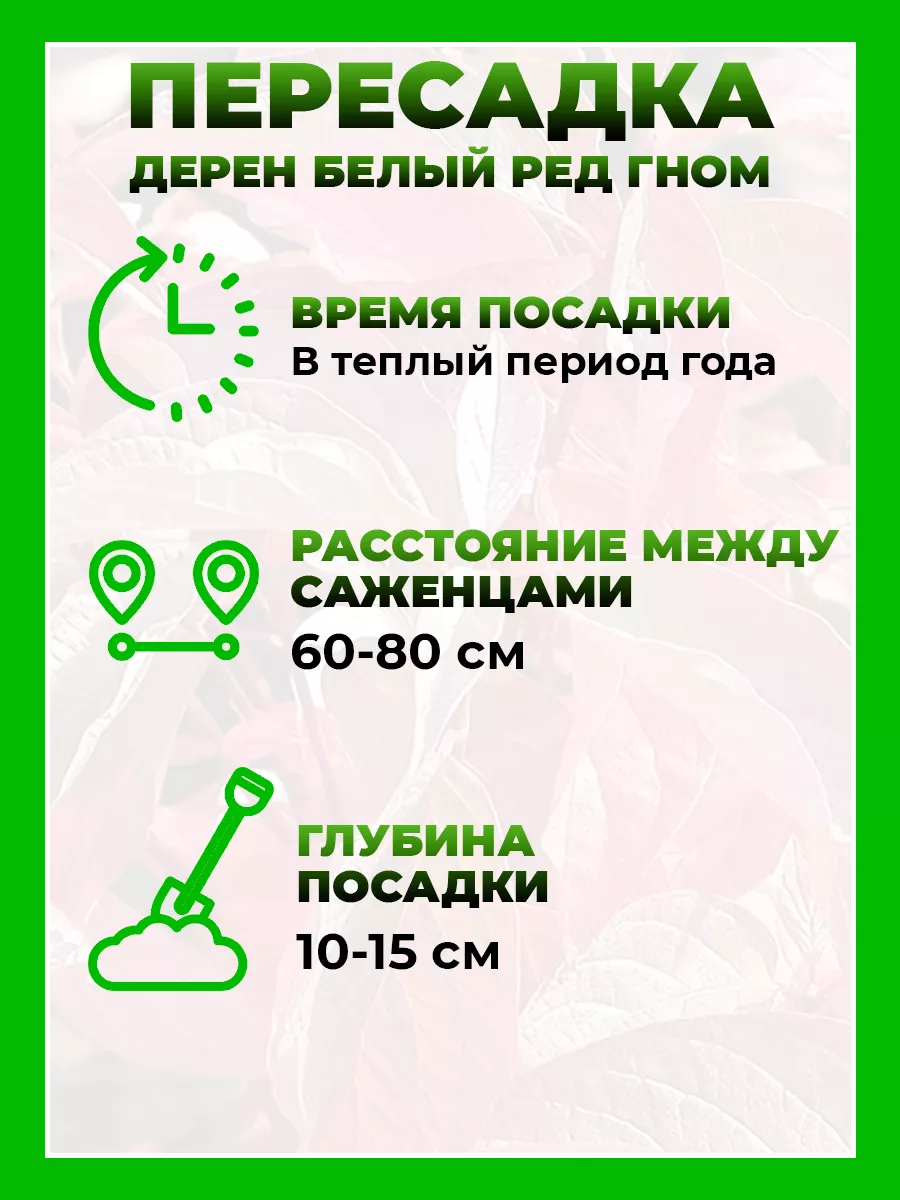 Дерен белый Ред Гном