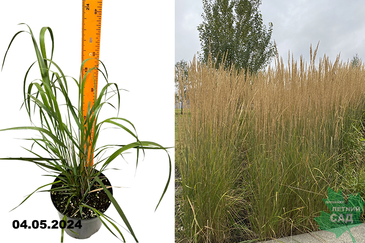 Вейник остроцветковый Карл Фоэрстер (Calamagrostis Karl ostrovidova Foerster) С3