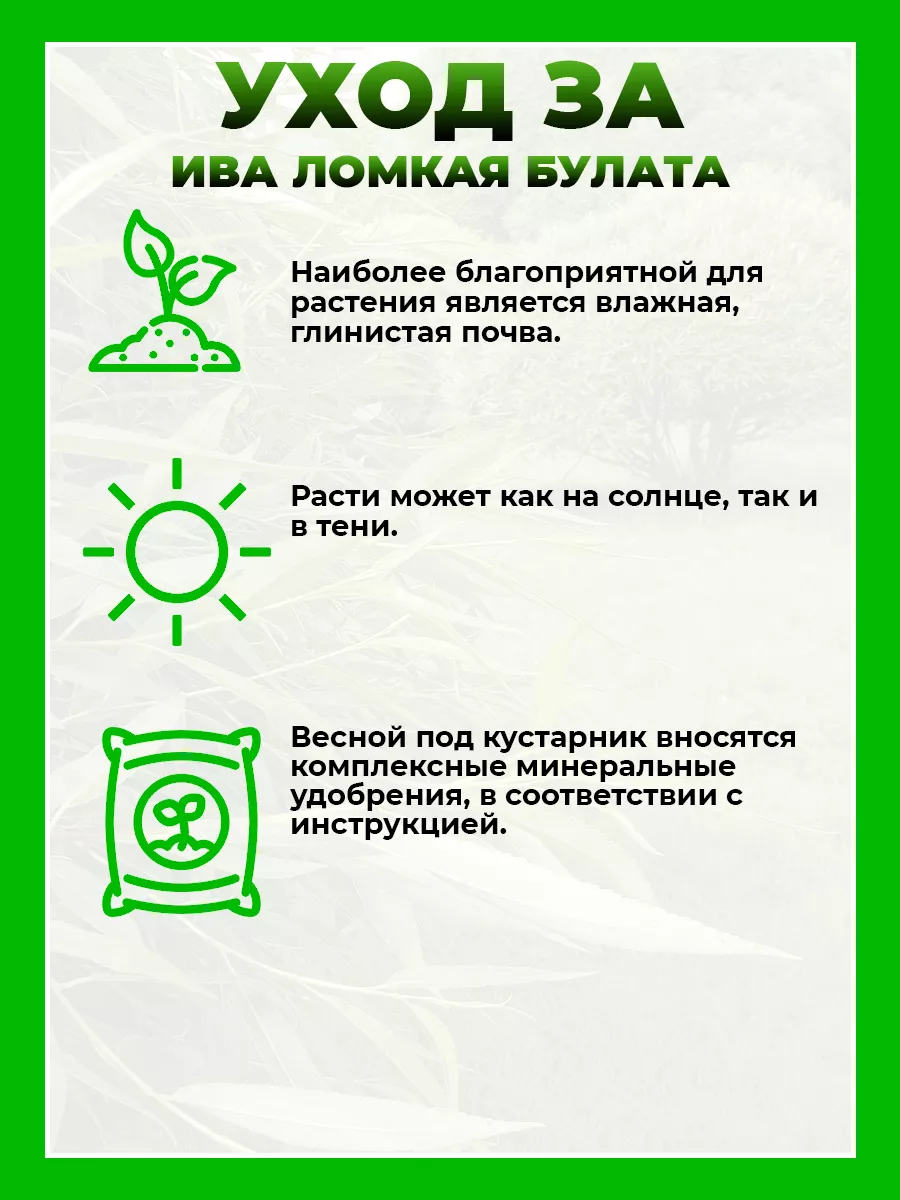 Ива ломкая Булата