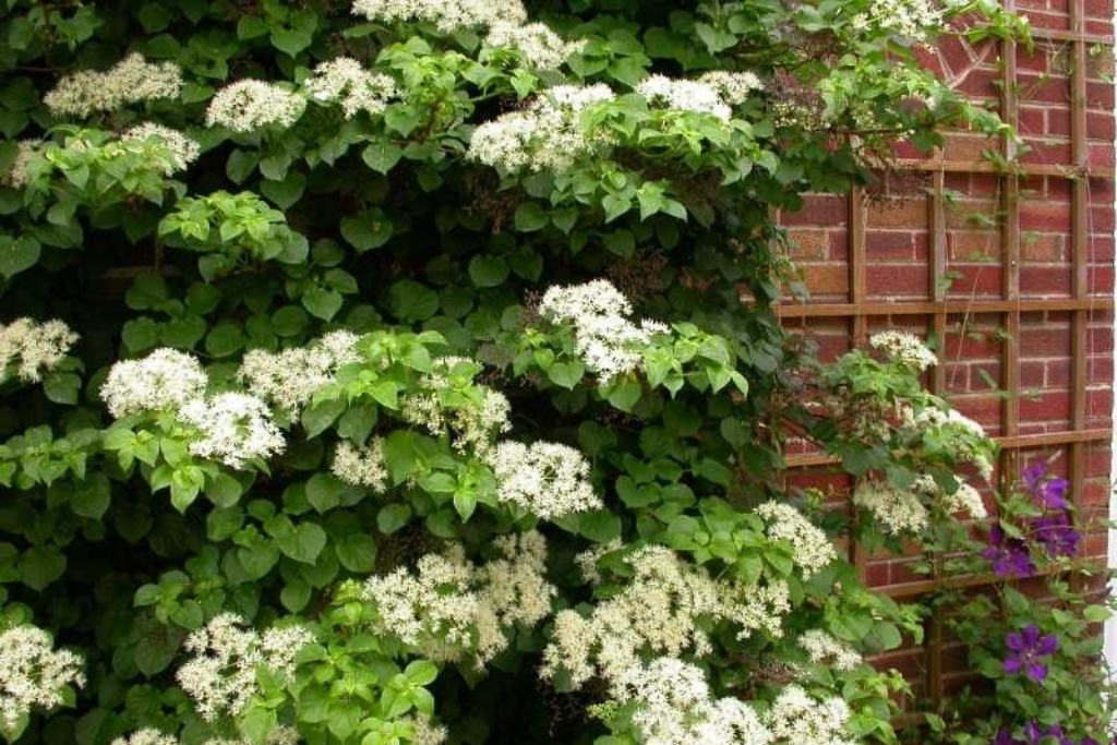 Гортензия черешковая (Hydrangea petiolaris) С3