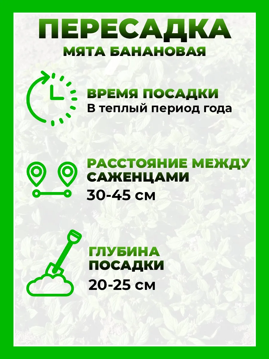 Мята Банановая