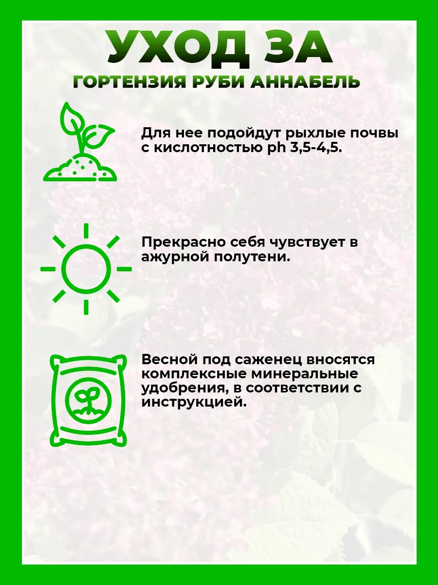 Гортензия древовидная Руби Аннабель
