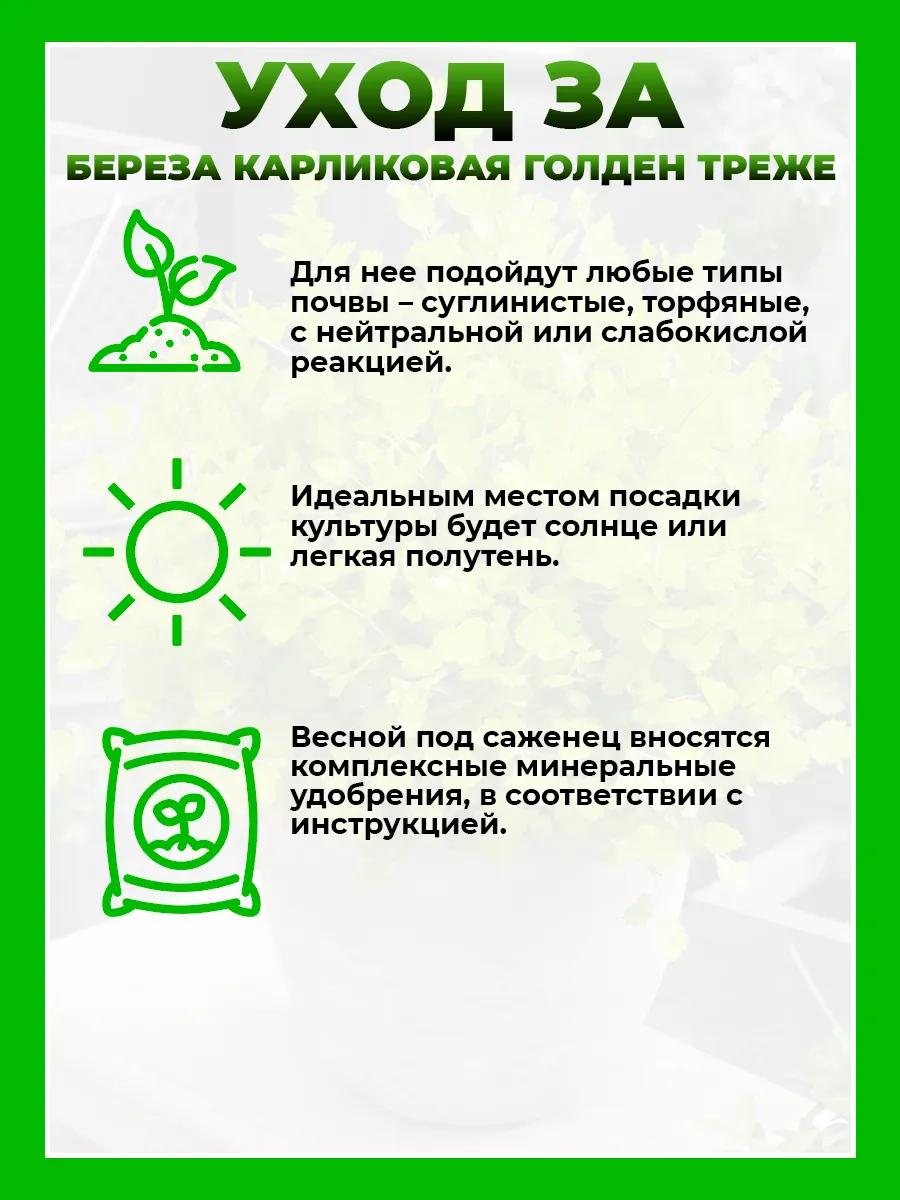 Береза карликовая Голден Трэже
