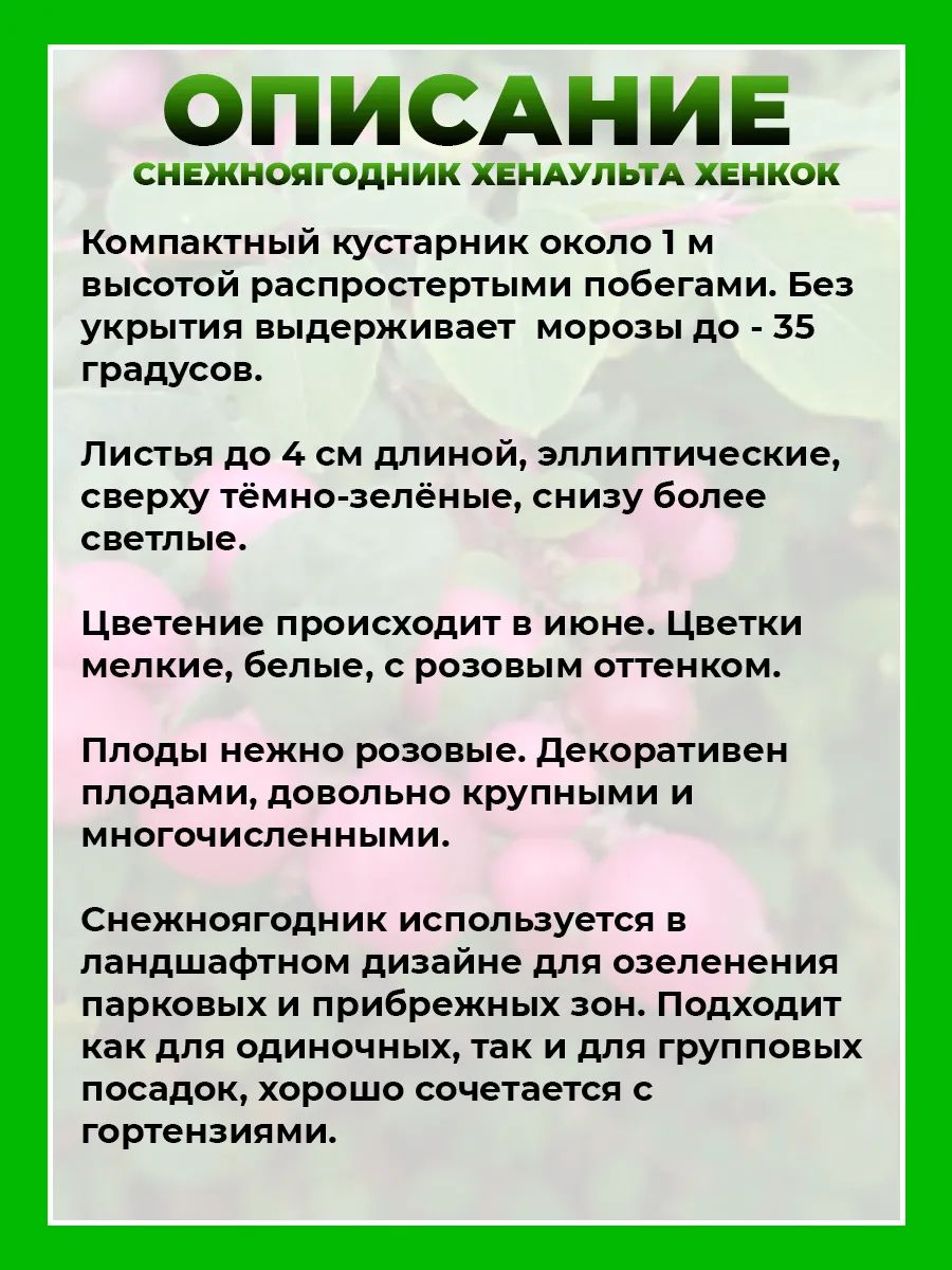 Снежноягодник Хенаульта Хенкок