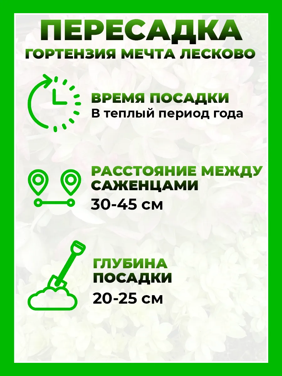 Гортензия метельчатая Мечта Лесково