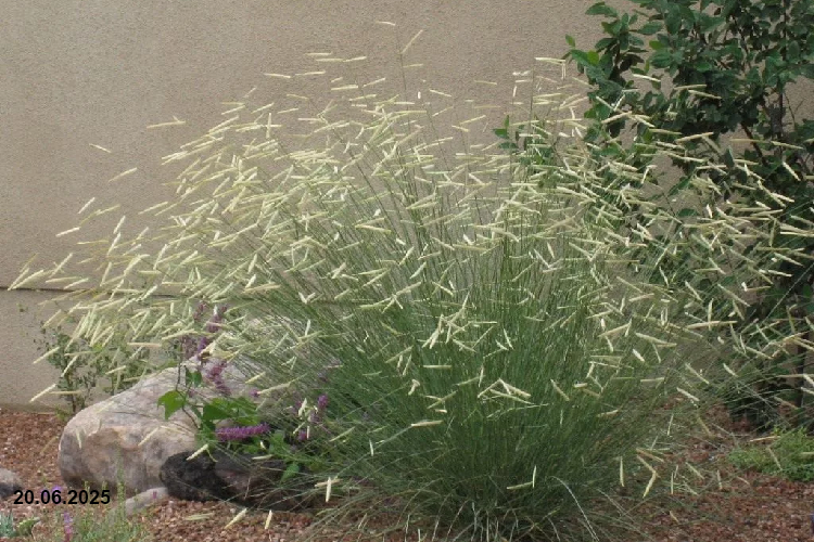 Бутелуа изящная (Bouteloua gracilis) С2