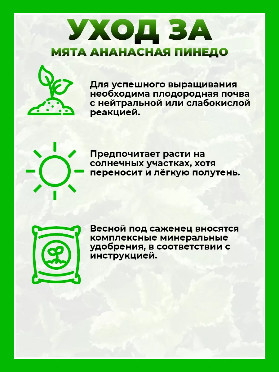 Мята ананасная Пинедо