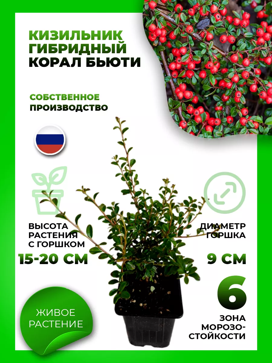 Кизильник гибридный Корал Бьюти
