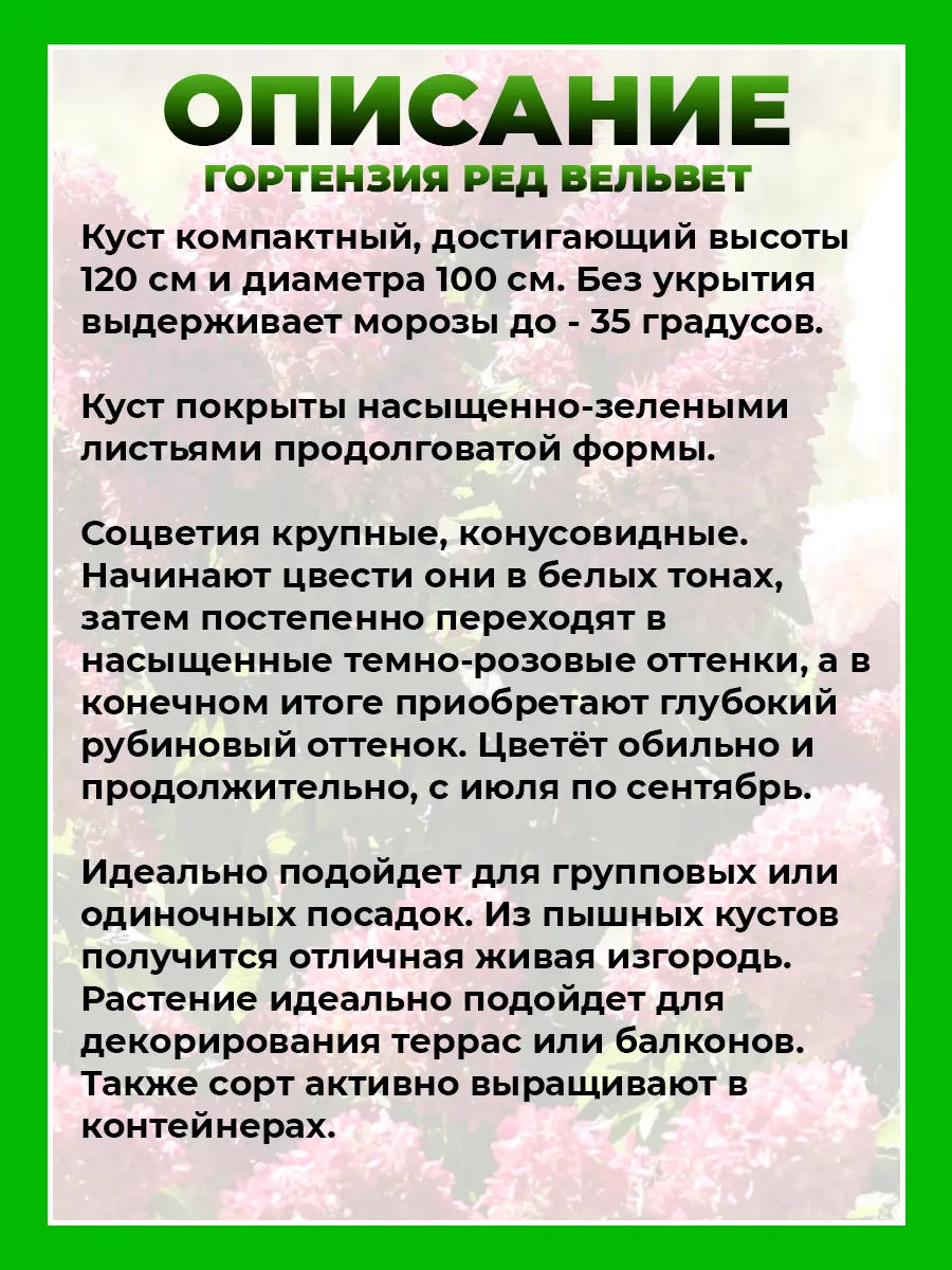 Гортензия метельчатая Ред Вельвет