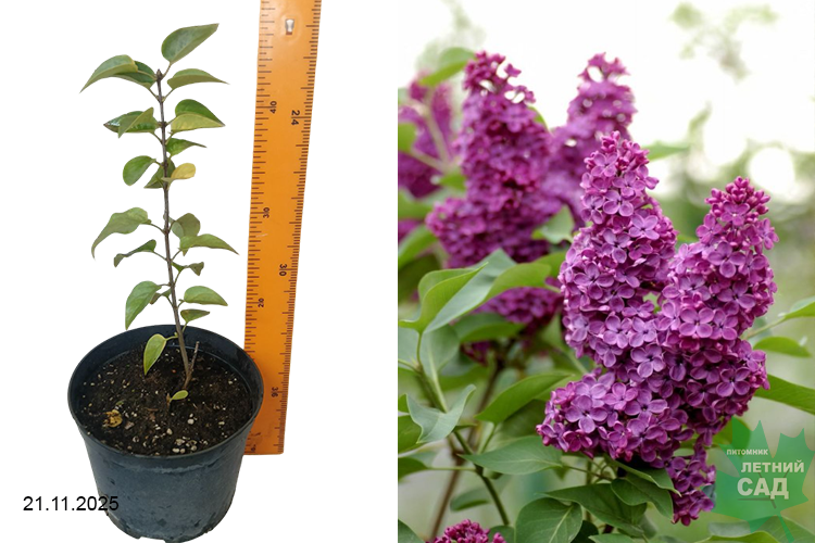 Сирень обыкновенная Огни Донбасса ( Syringa vulgaris Ogni Donbassa) С3 лс