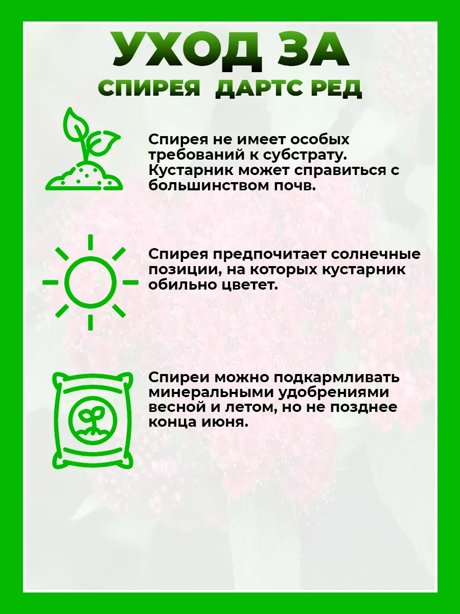 Спирея японская Дартс Ред