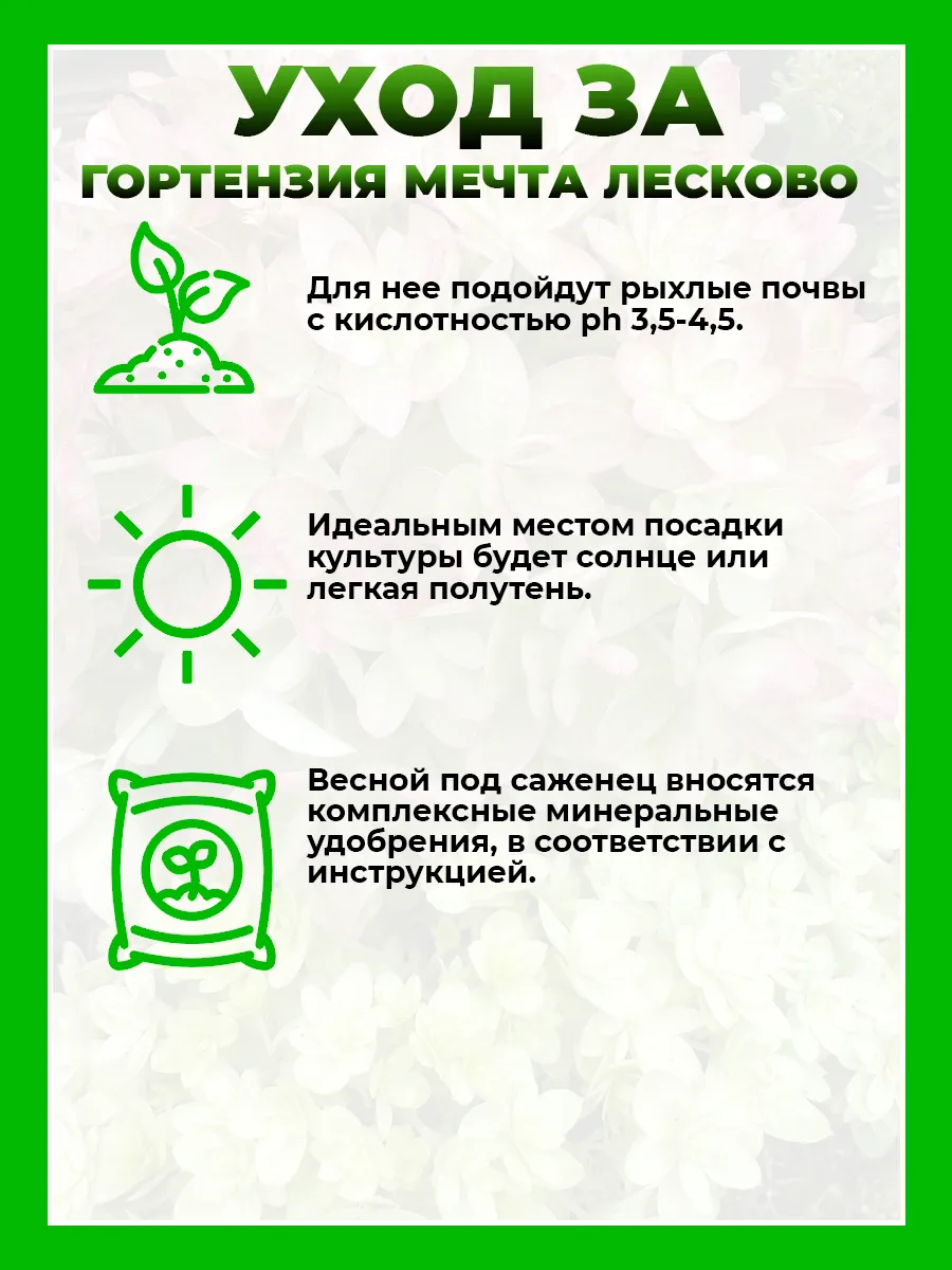 Гортензия метельчатая Мечта Лесково
