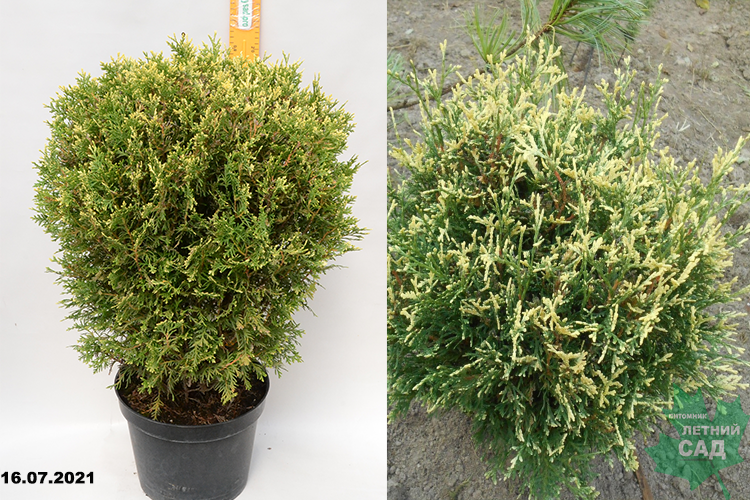 Туя западная Майнекес Цверг с10 л