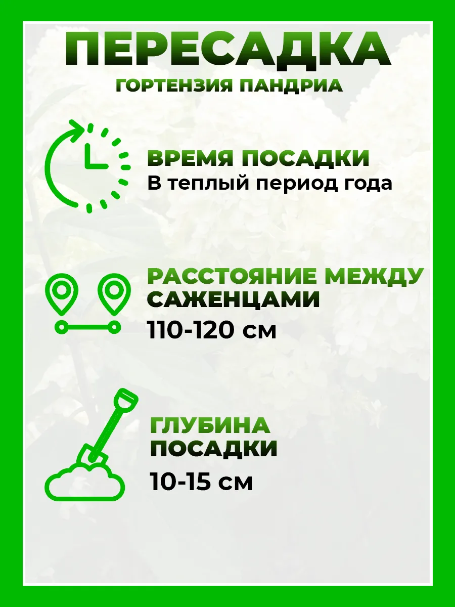 Гортензия метельчатая Пандриа