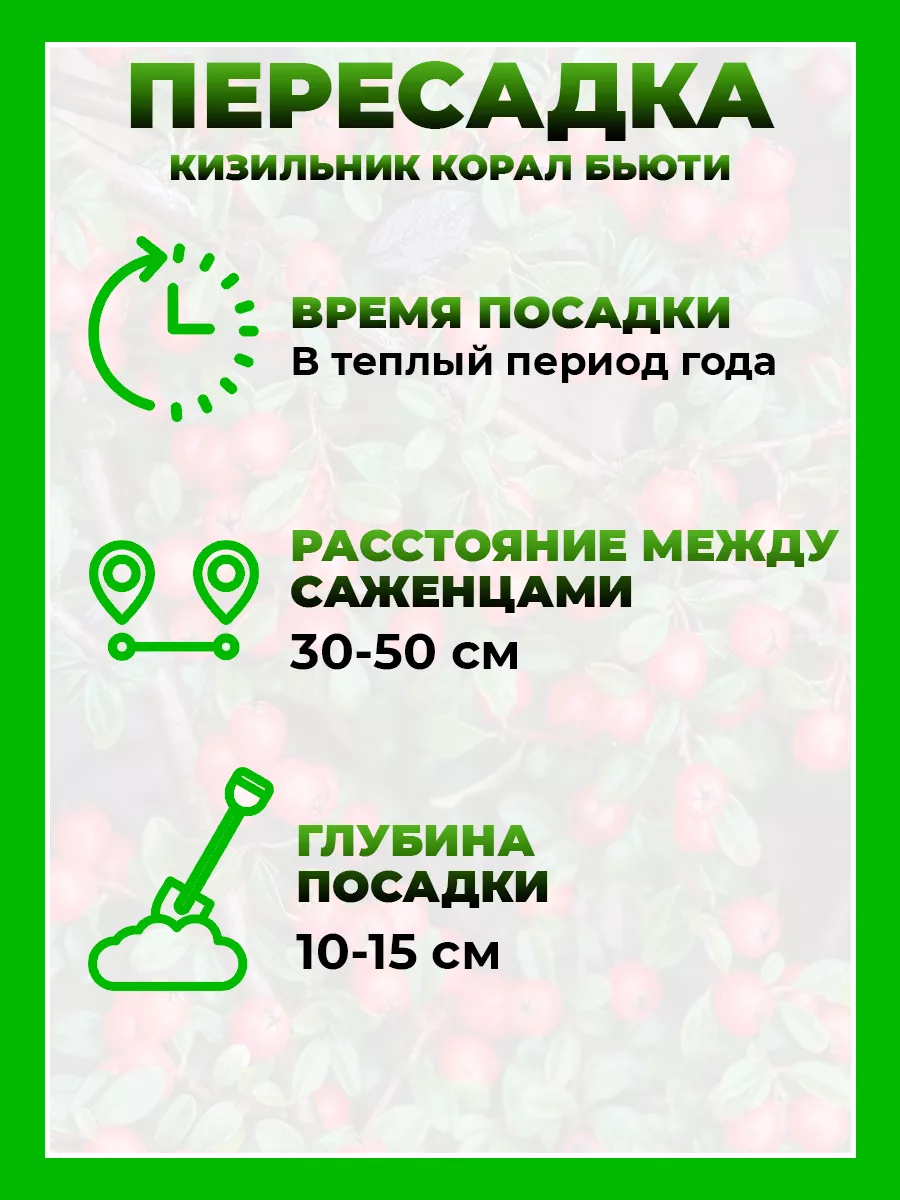 Кизильник гибридный Корал Бьюти