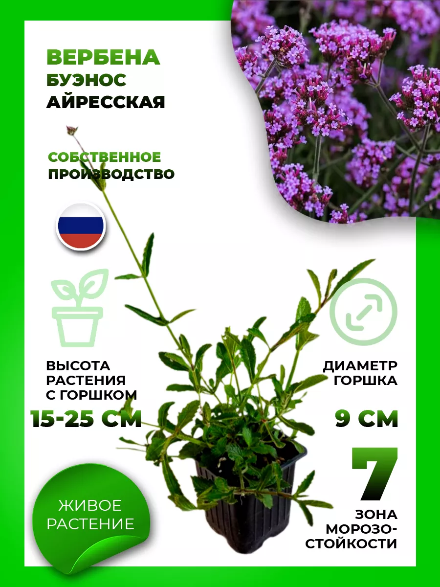 Вербена бонарская (буэнос-айресская)