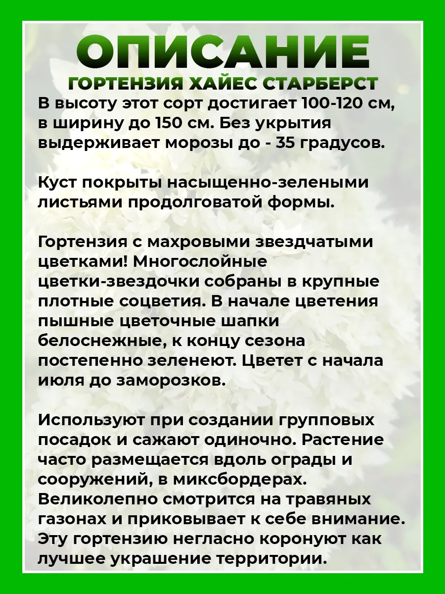 Гортензия древовидная Хайес Старберст