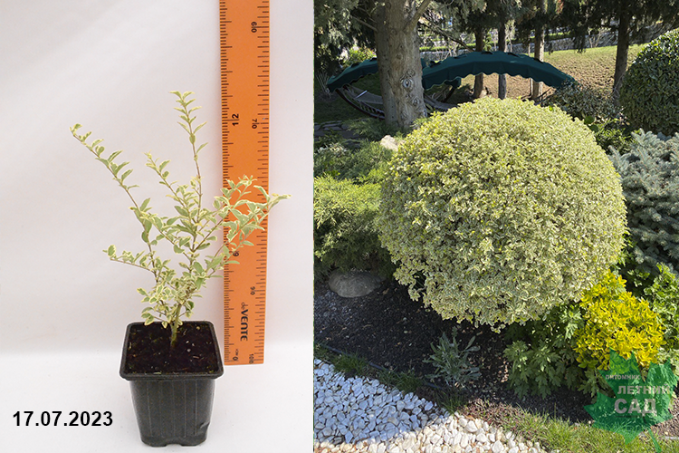 Бирючина ибота Мюсли Р9 1