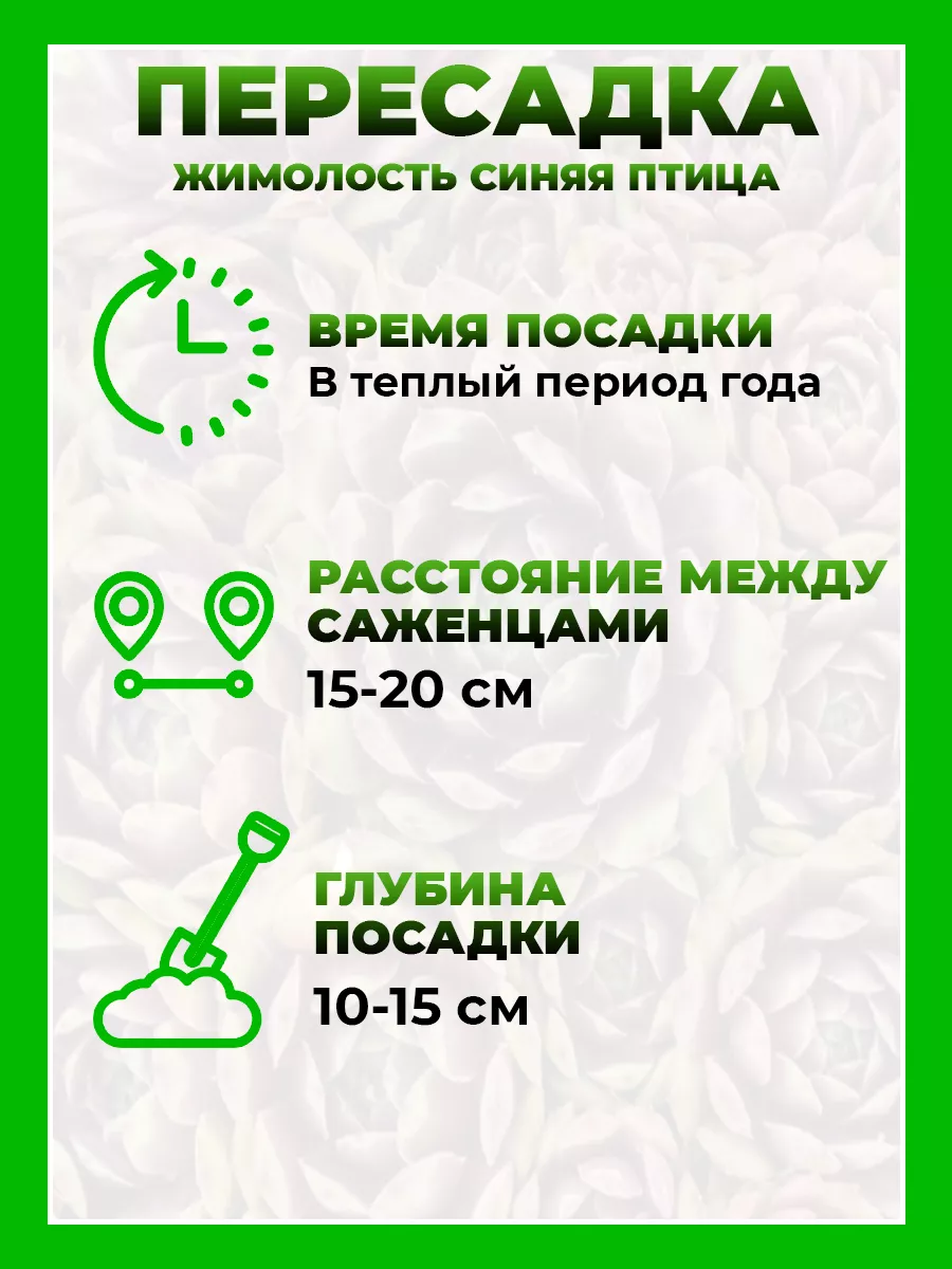 Молодило паутинистое Рубин