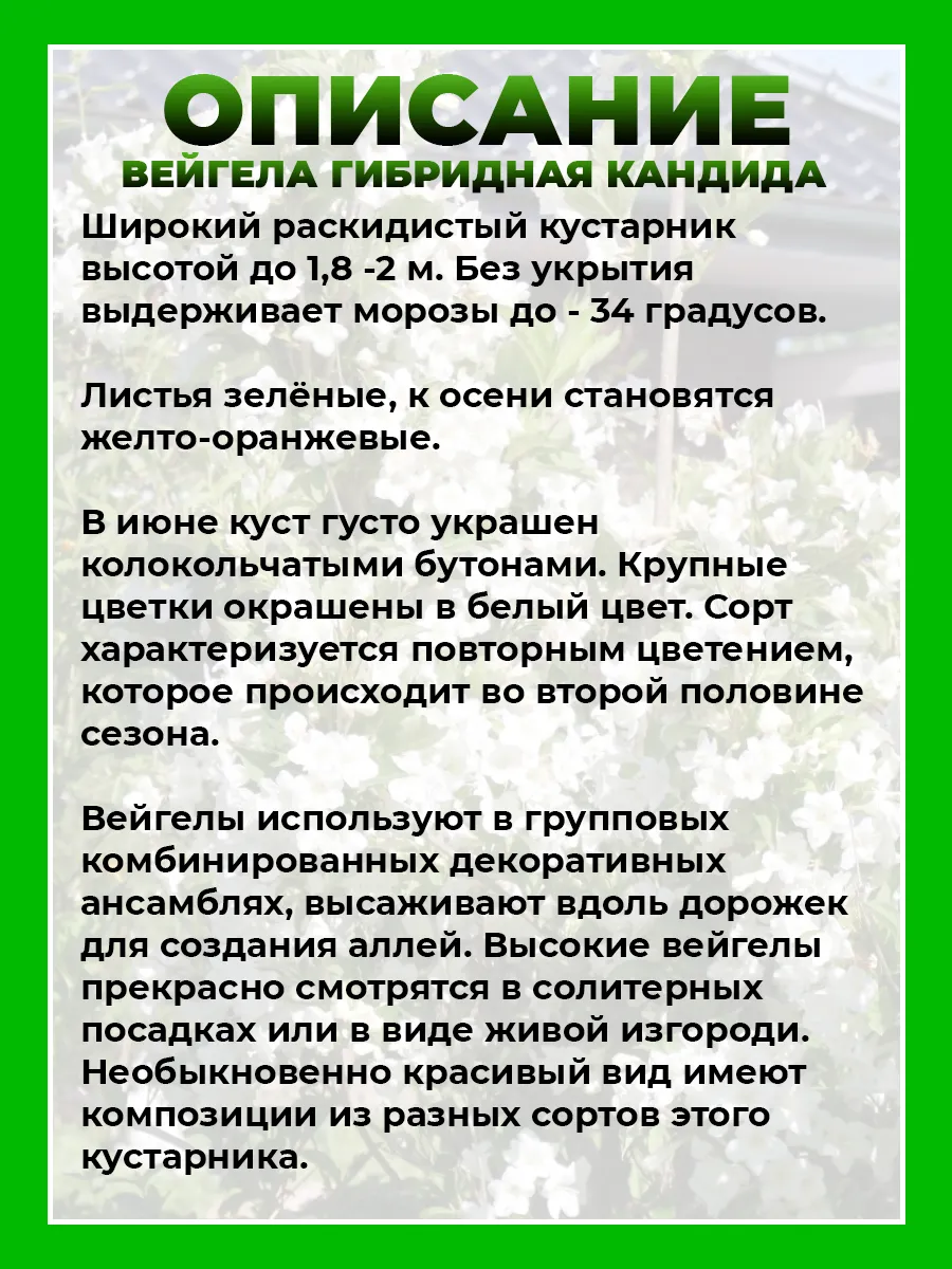 Вейгела гибридная Кандида