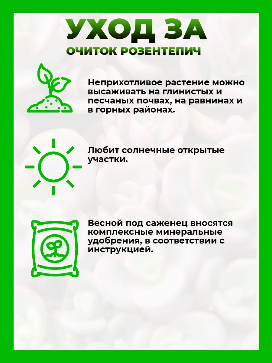 Очиток васильковый Розентепич