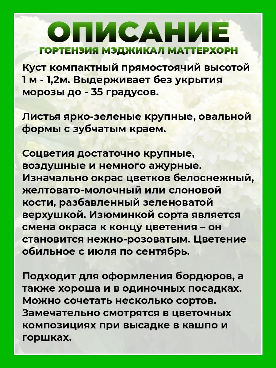 Гортензия метельчатая Мэджикал Маттерхорн