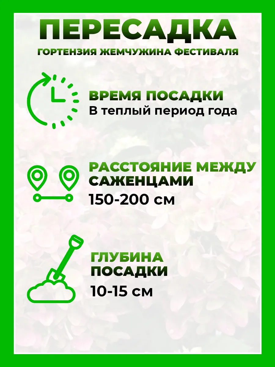 Гортензия метельчатая Жемчужина Фестиваля
