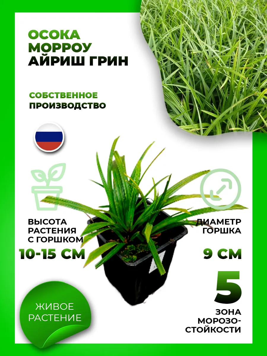 Осока Морроу Айриш Грин