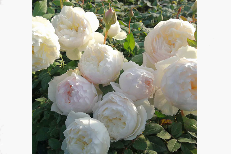 Роза японской селекции Сидзуку (Rosa Japanese Shizuku) ОКС