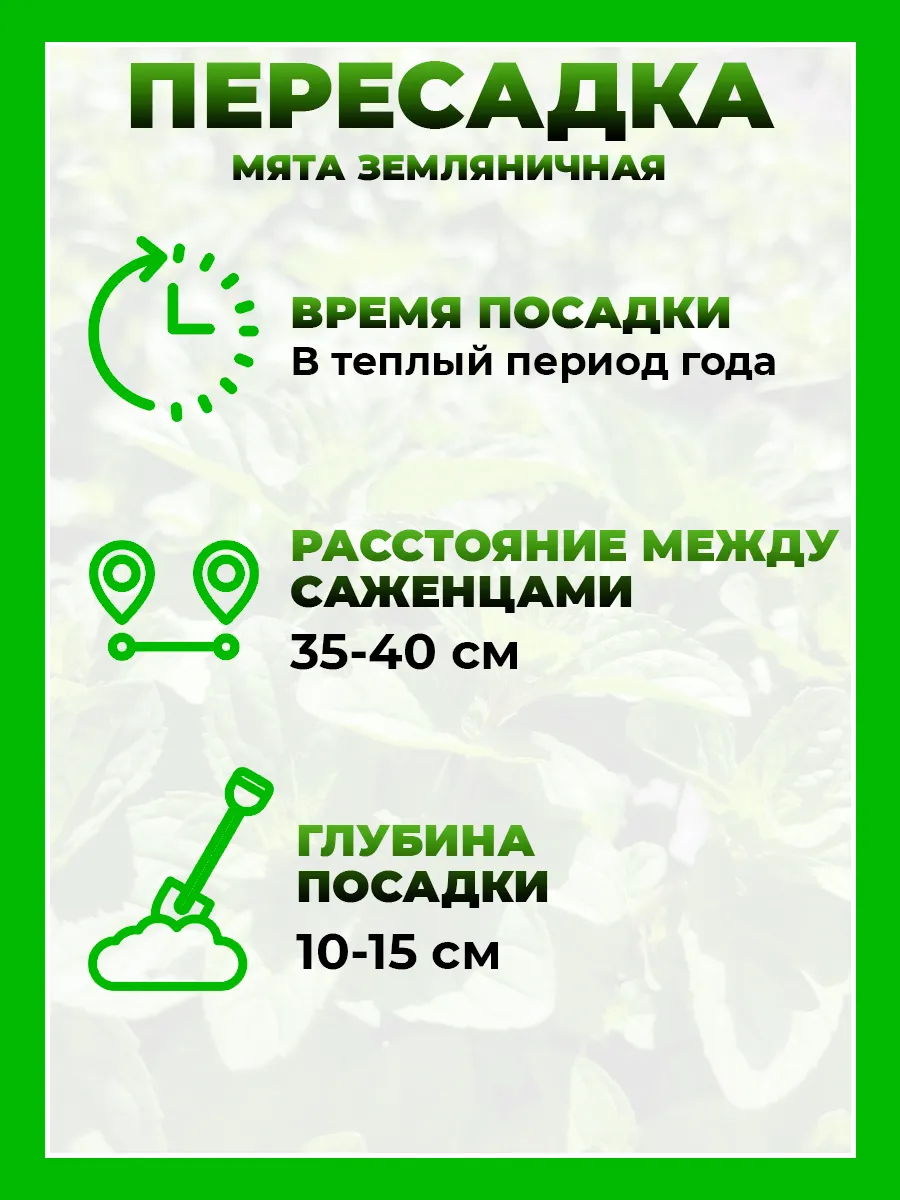Мята Земляничная